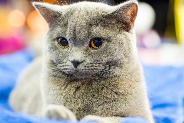 Adorable chat gris britannique aux yeux orange assis et regardant la caméra