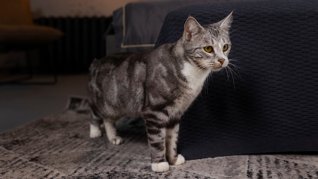 Adorable chat à la maison