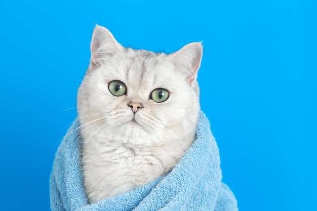 Adorable chat mignon blanc après le bain enveloppé dans une serviette bleue