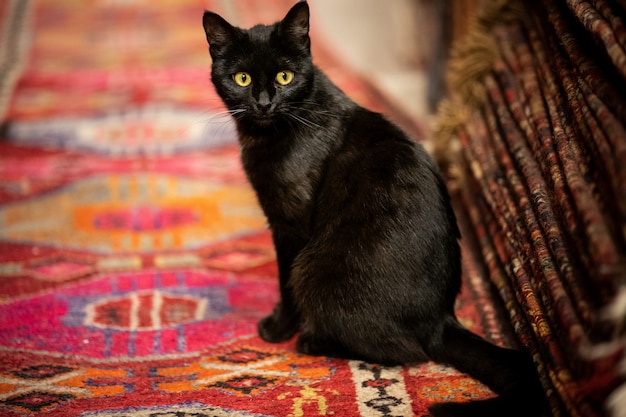 Adorable chat noir sur le tapis