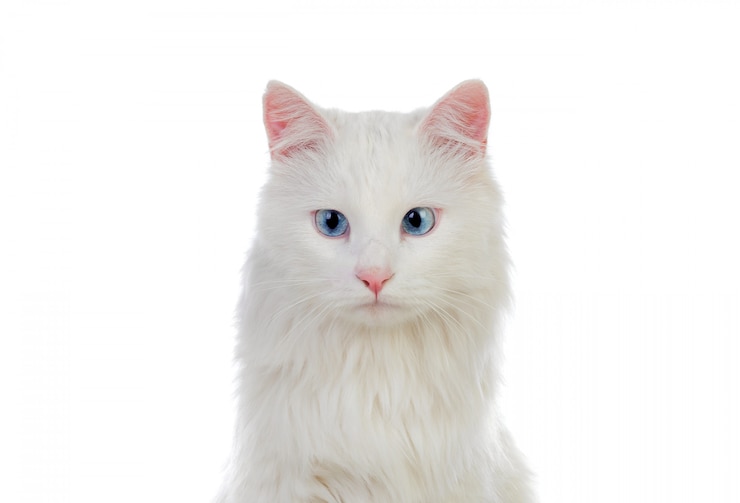 Photo adorable chat persan blanc