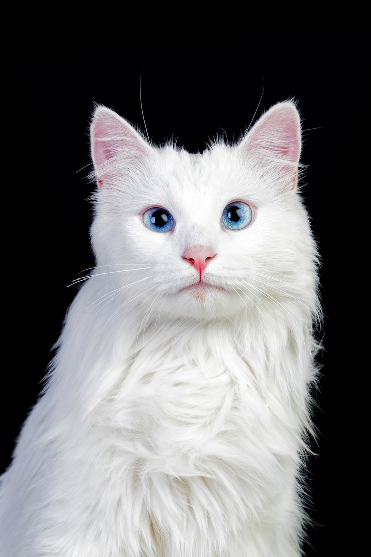 Photo adorable chat persan blanc