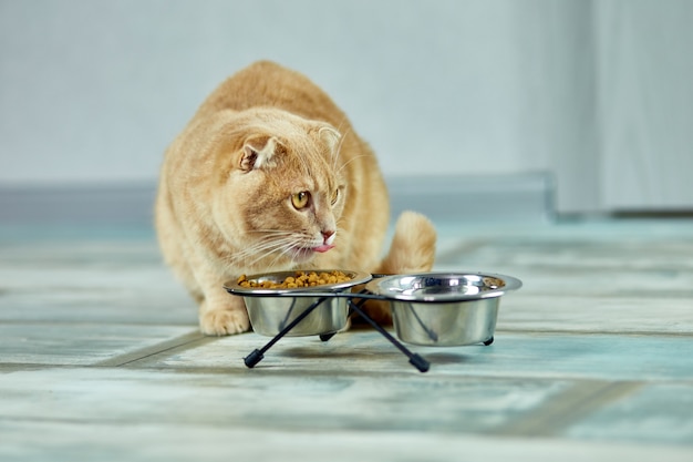 Adorable chat près de bol en métal de croquant sec à l'intérieur à la maison