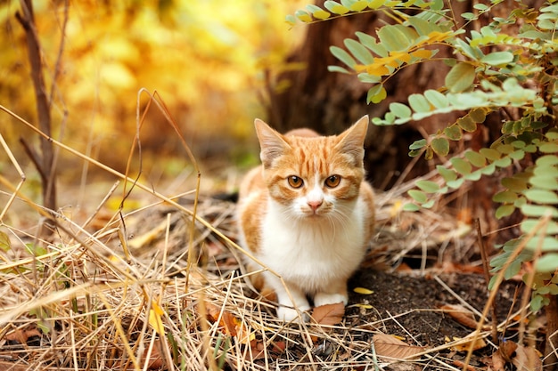 Adorable chat près d'un buisson aux feuilles luxuriantes dans le parc d'automne