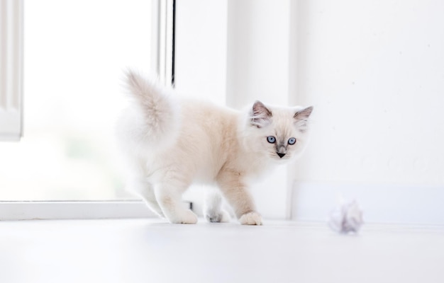 Adorable chat ragdoll blanc moelleux jouant avec des boules de papier sur le sol dans une pièce lumineuse et regardant la caméra avec des yeux bleus. Bel animal de compagnie félin de race pure mignon à l'extérieur avec des jouets