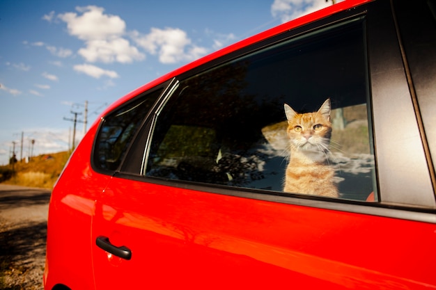 Photo adorable chat regardant le ciel d'une voiture