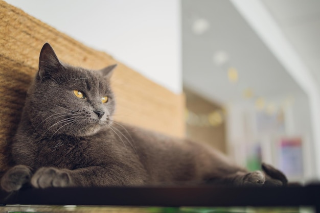 Adorable chat tigré assis sur le sol de la cuisine à regarder la caméra