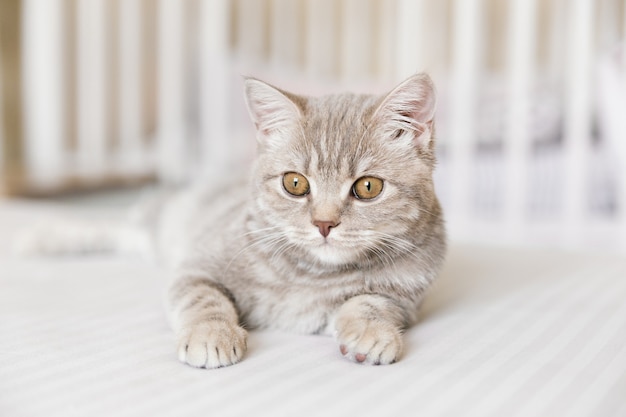 Adorable chat tigré droit écossais sur fond blanc