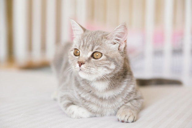 Adorable chat tigré droit écossais