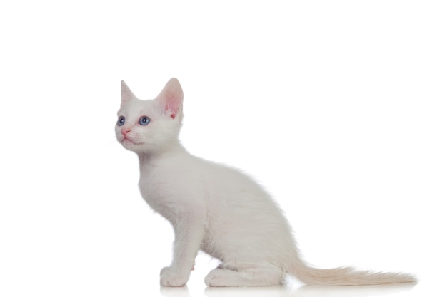 Adorable chaton blanc aux yeux bleus