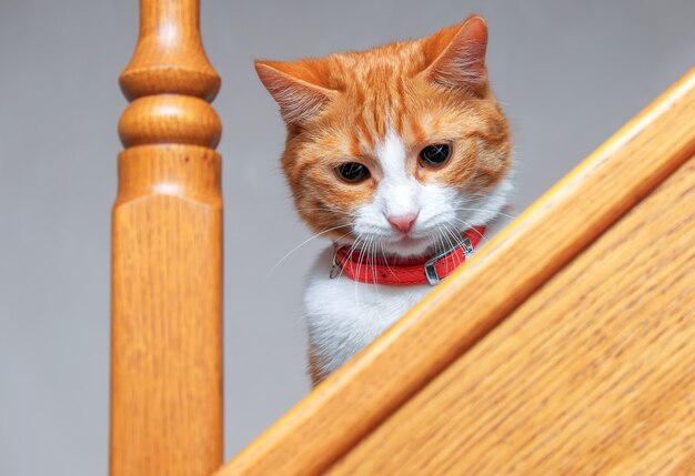 Adorable chaton gingembre assis sur des marches en bois. Chat orange regardant vers le bas sur l'escalier