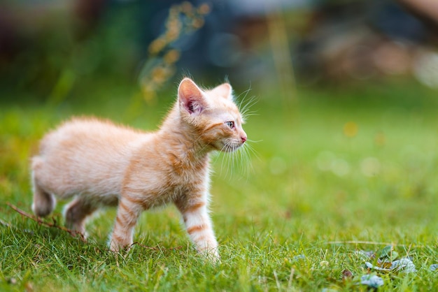 Adorable chaton rouge aux yeux verts posant à l'extérieur dans l'herbe