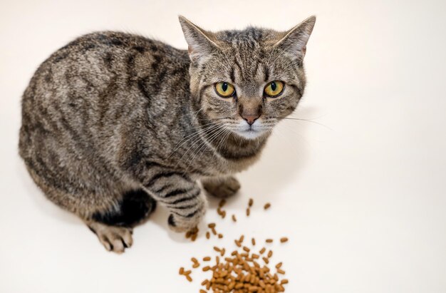 Photo adorable chaton tabby femelle assis fièrement avec de la nourriture sèche isolé sur beige ou gris beau