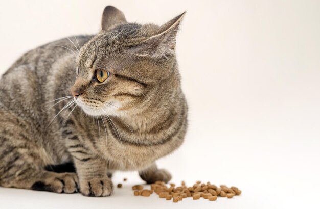 Photo adorable chaton tabby femelle assis fièrement avec de la nourriture sèche isolé sur beige ou gris beau