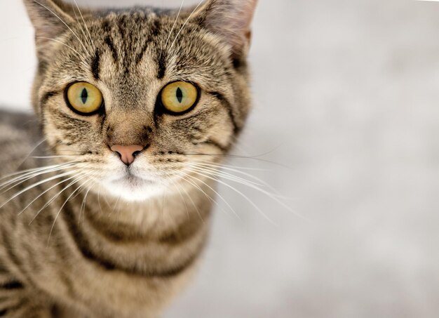 Photo adorable chaton tabby femelle assis fièrement avec de la nourriture sèche isolé sur beige ou gris beau