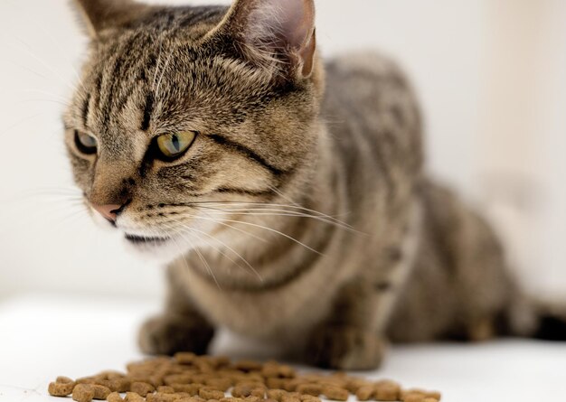 adorable chaton tabby femelle assis fièrement avec de la nourriture sèche isolé sur beige ou gris beau