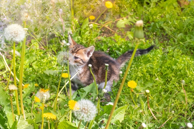 Adorable chaton tabby miauler à l'extérieur