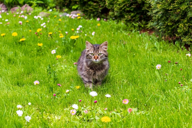 Adorable chaton tabby miauler à l'extérieur