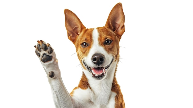 Adorable chien basenji brun et blanc souriant et donnant un haut cinq isolé sur blanc IA générative