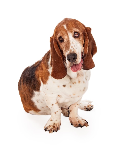 Adorable chien Basset Hound assis avec la langue dehors