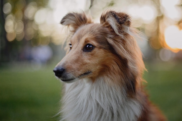 Adorable chien de berger shetland sheltie