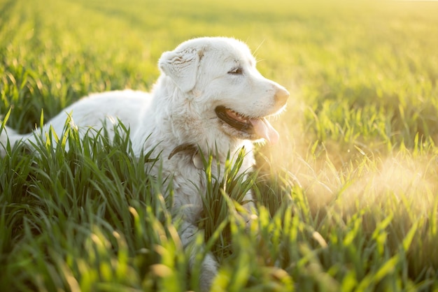 Adorable chien blanc sur la nature