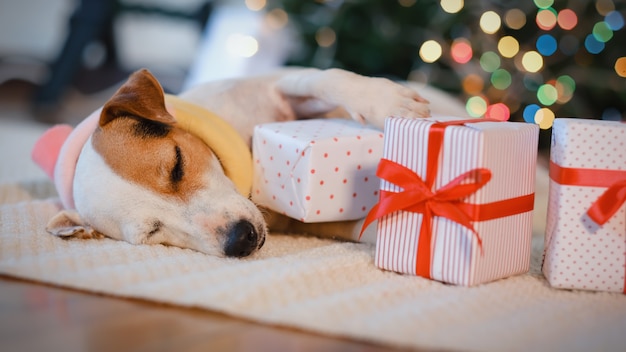 Adorable chien avec des cadeaux pour célébrer Noël à la maison.