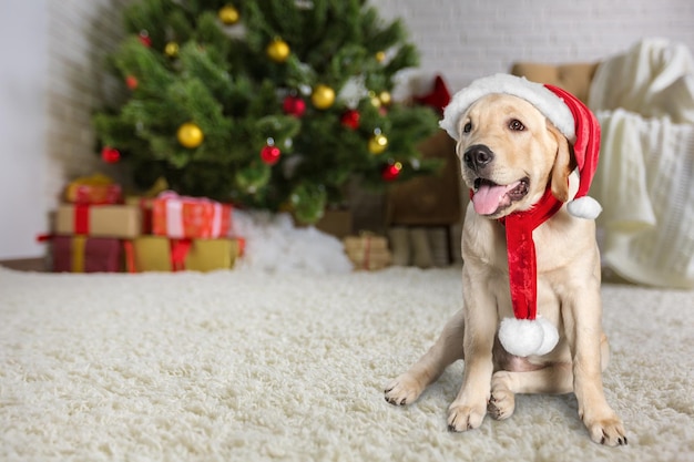 Adorable chien et chat ensemble sous une couverture dans une pièce décorée pour Noël