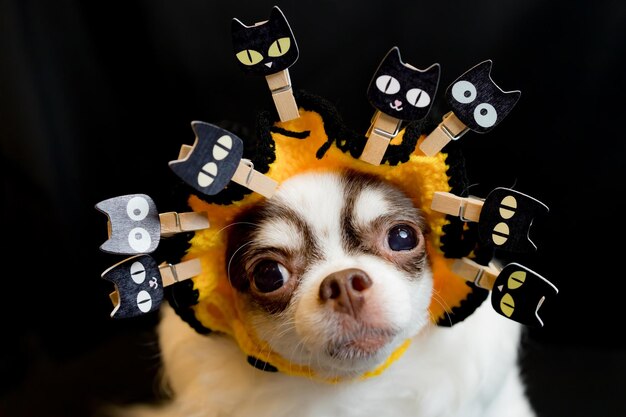 Photo adorable chien chihuahua portant un chapeau de sorcière d'halloween et tenant une citrouille sur fond sombre joyeux jour d'halloween