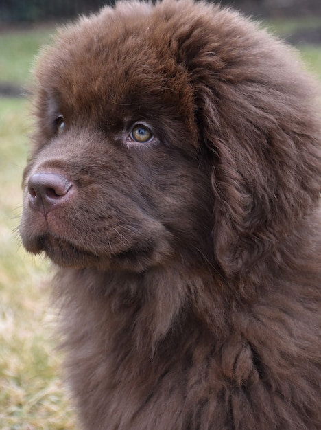 Adorable chien chiot Terre-neuve brun moelleux à l'extérieur