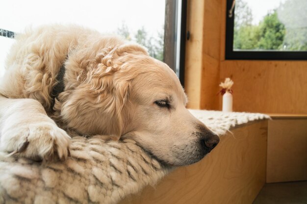 Adorable chien golden retriever allongé à l'intérieur sur un tapis en laine tissée