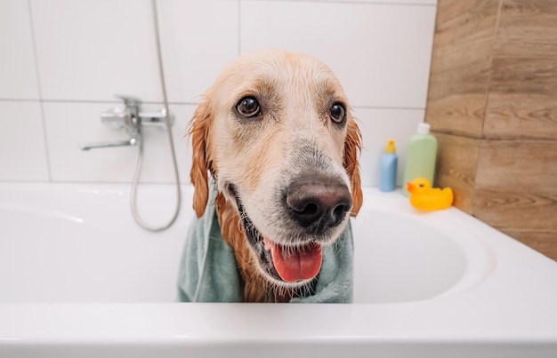 Adorable chien golden retriever assis dans le bain portant une serviette et regardant en arrière le processus de nettoyage...