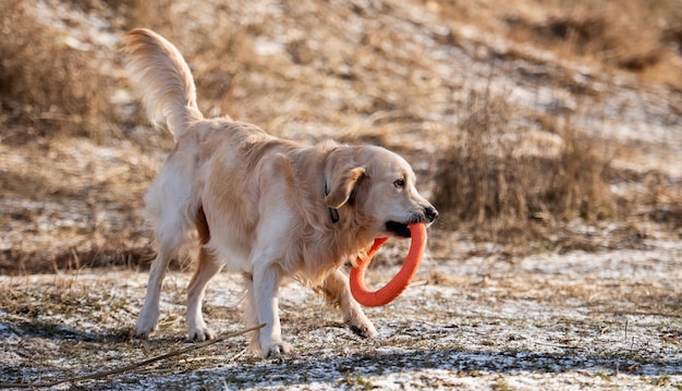 Adorable chien golden retriever courant sur le terrain avec de l'herbe jaune sèche à l'extérieur tenant un jouet orange