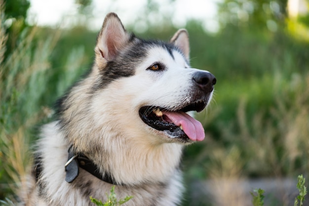 Adorable chien husky avec portrait tonque dans l'herbe dans le champ avec arrière-plan flou belle ...