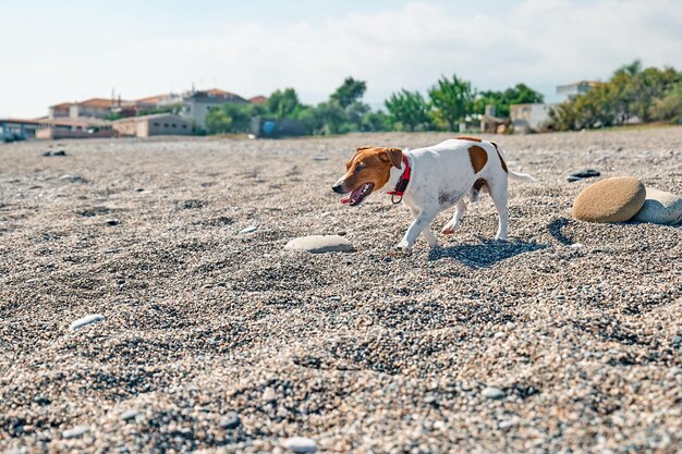 Adorable chien Jack Russell Terrier jouant sur la plage de galets