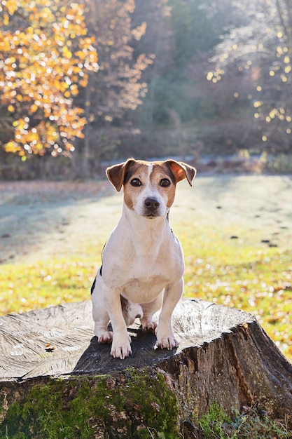 Adorable chien Jack Terrier Russell assis sur une vieille souche