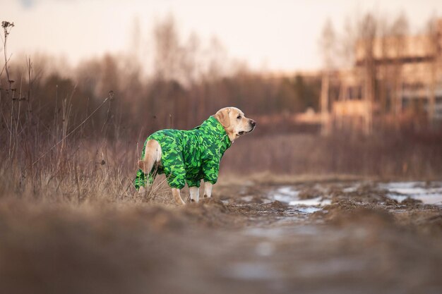 Adorable chien labrador doré en imperméable vert dans un champ