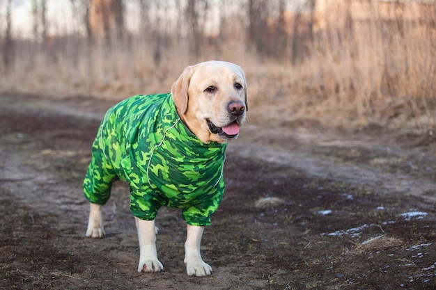 Adorable chien labrador doré en imperméable vert dans un champ
