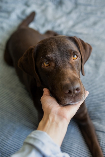 Adorable chien labrador retriever au chocolat ans sur le lit