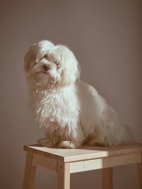 Adorable chien maltais poilu assis sur un tabouret en bois sur fond blanc dans une pièce lumineuse avec la lumière du soleil à la maison