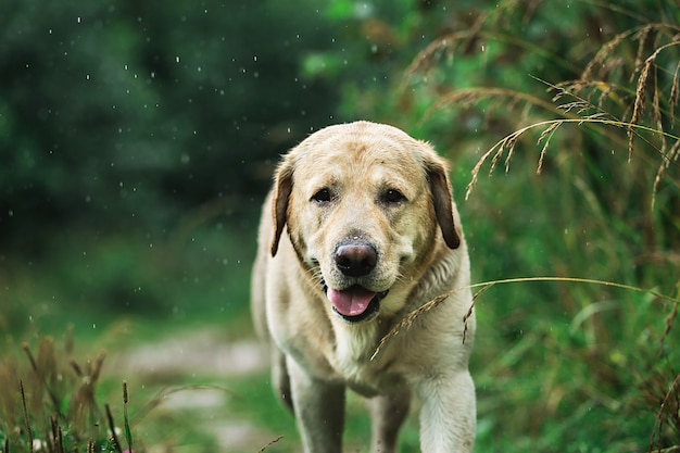 adorable chien marchant le long d'un chemin étroit près de hautes herbes vertes le jour d'été par temps de pluie