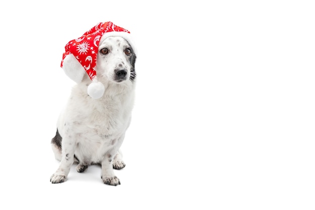 Adorable chien portant un chapeau de père Noël avec espace copie