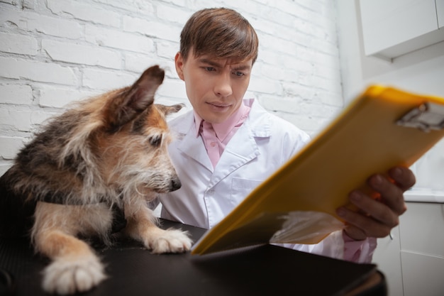 Photo adorable chien de race mixte regardant le médecin vétérinaire du presse-papiers lui montre