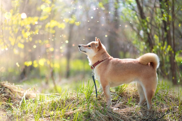 Adorable chien rouge Shiba Inu chien se dresse dans les bois par une journée d'été ensoleillée Vue de face