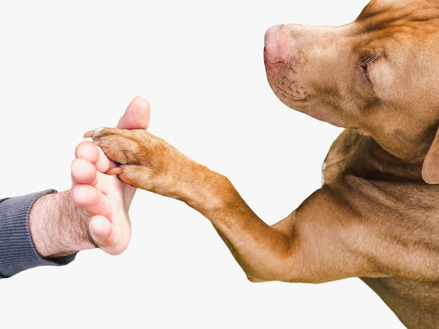 Photo adorable chiot assez brun gros plan à l'intérieur tourné en studio