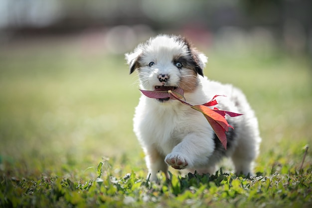 Adorable chiot berger australien dans l'herbe à l'extérieur