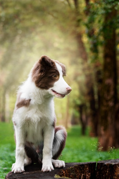 Adorable chiot Border Collie assis sur le sol Chiot moelleux âgé de quatre mois dans le parc