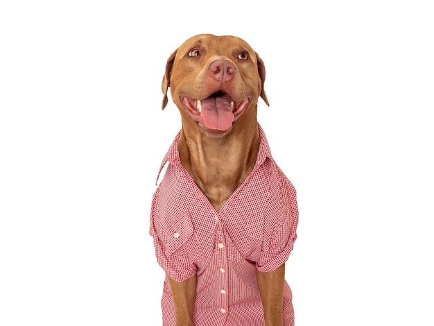 Un adorable chiot brun et une chemise élégante