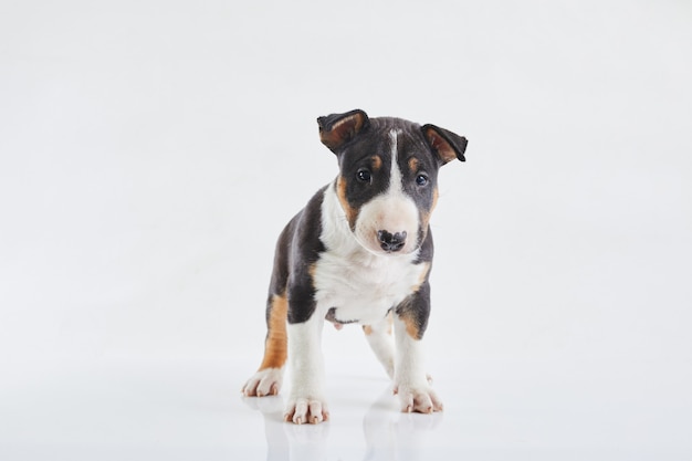 Adorable chiot bull terrier curieux posant sur fond blanc studio. Garçon bullterrier miniature.