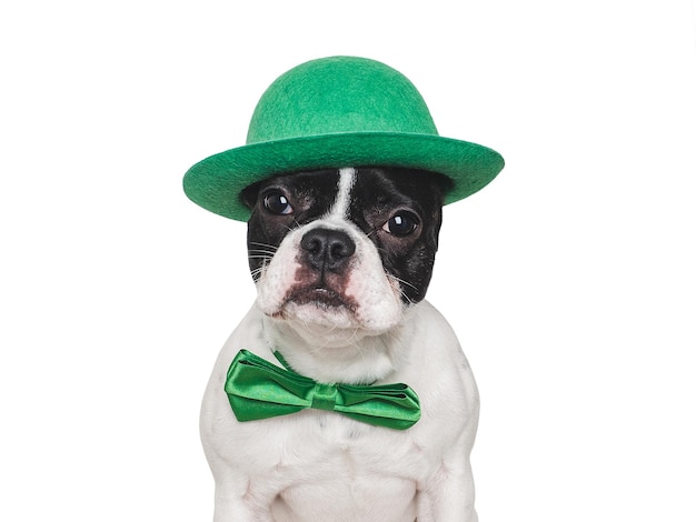 Un adorable chiot et un chapeau vert vif